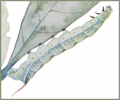 Full-grown blue-grey form larva of Macroglossum divergens heliophila. Image: Mell, 1922b