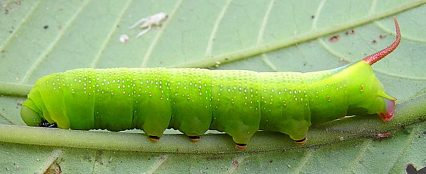 Full-grown green form larva of Macroglossum divergens heliophila on Psychotria sp., Kon Loc Village (Kon Ka Kinh National Park), K'Bang District, Gia Lai Province, Vietnam, 1110m, 9.iv 2012. Photo: © Vadim Zolotuhin.