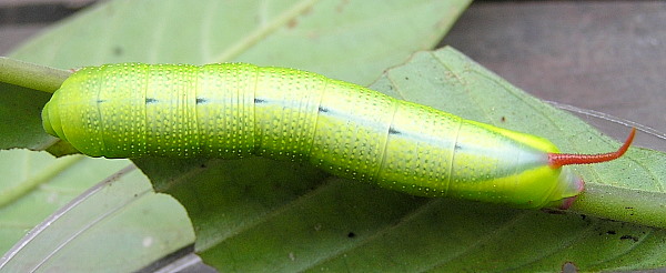 Full-grown green form larva of Macroglossum divergens heliophila on Psychotria sp., Kon Loc Village (Kon Ka Kinh National Park), K'Bang District, Gia Lai Province, Vietnam, 1110m, 9.iv 2012. Photo: © Vadim Zolotuhin.