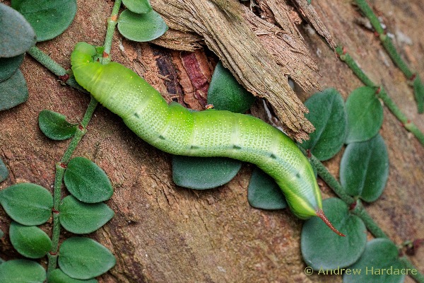 Full-grown green form larva of Macroglossum divergens heliophila on Psychotria serpens, Hong Kong, xi.2023. Photo: © Andrew Hardacre.