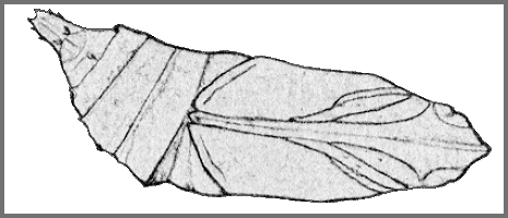 Pupa of Macroglossum divergens heliophila. Image: Mell, 1922b