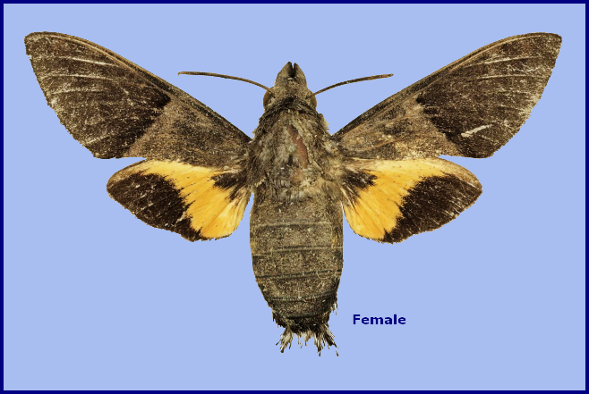 Female Macroglossum hemichroma, Road from Palopo, Puncak Palopo, Sulawesi Selatan, South-Sulawesi, Indonesia. Photo: © The Trustees of the Natural History Museum, London (Sphingidae Taxonomic Inventory, NHMUK)