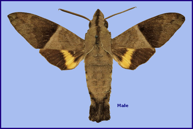 Male Macroglossum hemichroma, Java, Indonesia. Photo: © The Trustees of the Natural History Museum, London (Sphingidae Taxonomic Inventory, NHMUK)