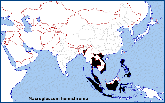 Global distribution of Macroglossum hemichroma. Map: © Tony Pittaway.