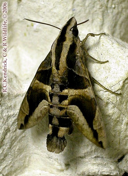 Adult Macroglossum mitchellii imperator, Hong Kong. Photo: © Roger Kendrick