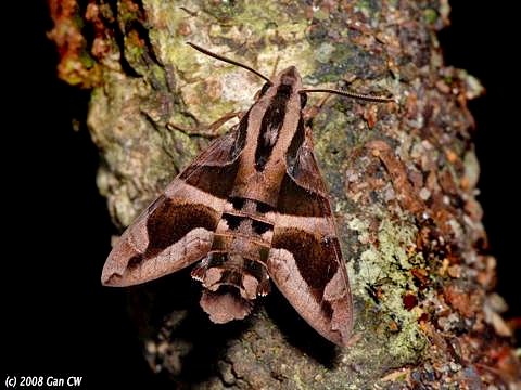 Adult Macroglossum mitchellii imperator, Bukit Fraser, Malaysia. Photo: © CheongWeei Gan.