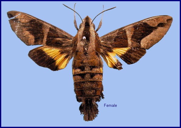 Female Macroglossum mitchellii imperator. Photo: © NHMUK