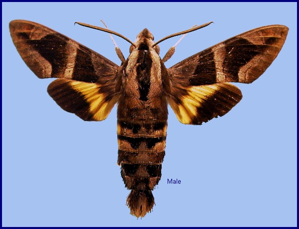 Male Macroglossum mitchellii imperator. Photo: © NHMUK