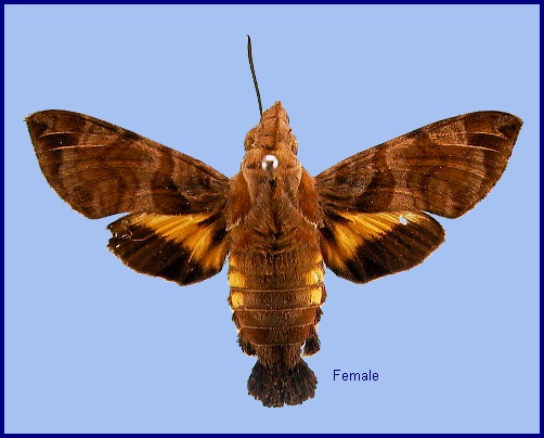 Female Macroglossum troglodytus troglodytus. Photo: © NHMUK