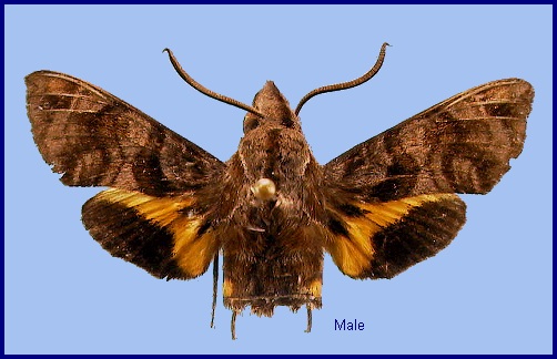 Male Macroglossum troglodytus troglodytus. Photo: © NHMUK