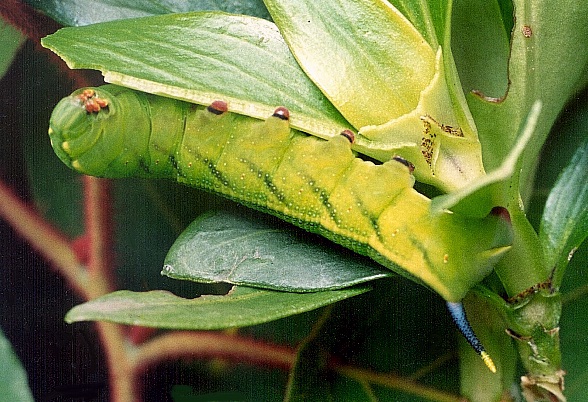 Full-grown green larva of Macroglossum troglodytus troglodytus on Hedyotis acutangulata, Hong Kong, China. Photo: © Kent H. K. Li.