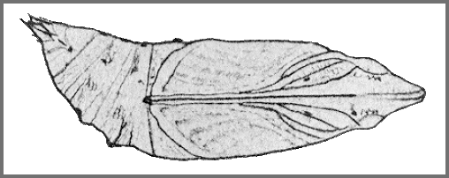 Pupa of Macroglossum troglodytus troglodytus. Image: Mell, 1922b
