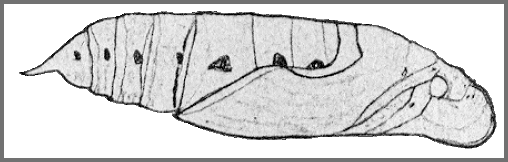 Pupa of Macroglossum troglodytus troglodytus. Image: Mell, 1922b