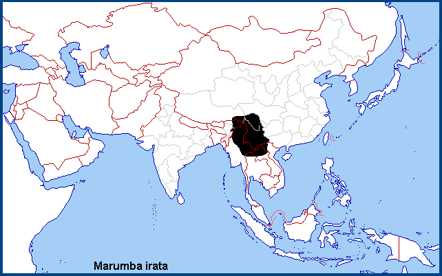 Global distribution of Marumba irata. Map: © NHMUK.