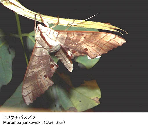 Resting Marumba jankowskii, Japan. Photo: © Kenichiro Nakao.