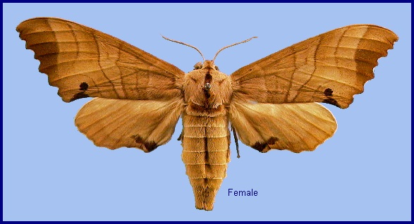 Female Marumba jankowskii. Photo: © NHMUK