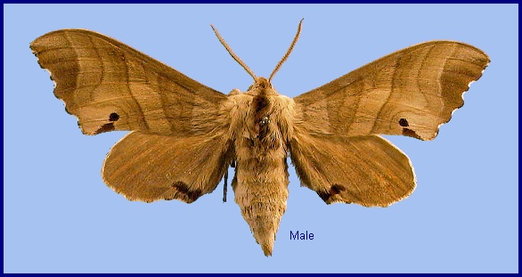 Male Marumba jankowskii. Photo: © NHMUK