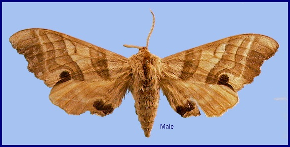 Male Marumba jankowskii. Photo: © NHMUK