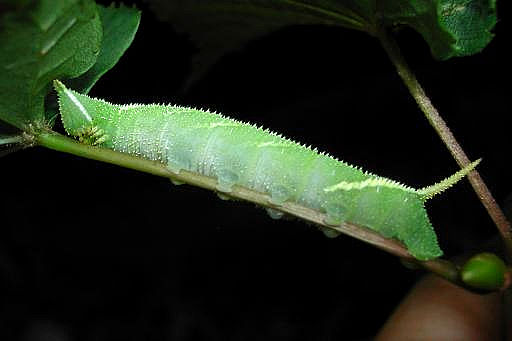 Fourth instar larva of Marumba jankowskii, Japan. Photo: © M. Yokota.