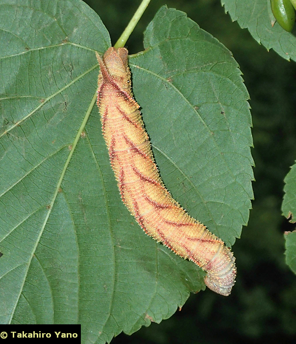 Final instar red form larva of Marumba jankowskii, Honshu, Japan. Photo: © Takahiro Yano.