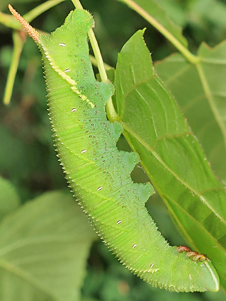 Final instar green form larva of Marumba jankowskii on Tilia amurensis, Pyeongchang, Kangwon Province, South Korea, 2.viii.2019. Photo: © Vyacheslav Ivonin & Yanina Ivonina