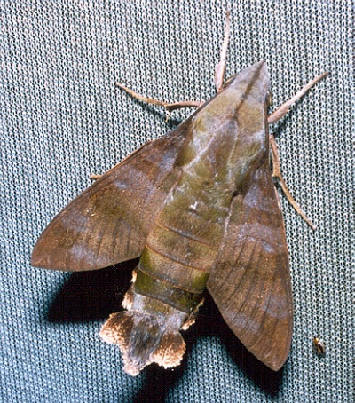 Adult Macroglossum corythus corythus, Thailand. Photo: © Ian Kitching