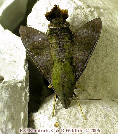 Adult Macroglossum corythus corythus, Hong Kong. Photo: © Roger Kendrick