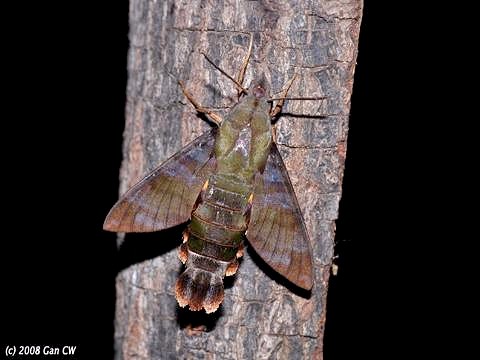 Adult Macroglossum corythus corythus, Bukit Fraser, Malaysia. Photo: © CheongWeei Gan.