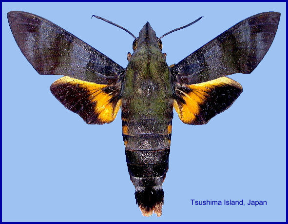 Fresh Macroglossum corythus corythus, Tsushima Island, Japan. Photo: © Yoshiaki Sakai