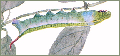Full-grown larva of Macroglossum corythus corythus. Image: Mell, 1922b