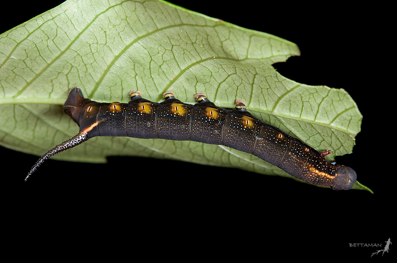 Final instar dark form larva of Macroglossum corythus corythus, Donghu, Neihu, Taipei City, Taiwan. Photo: © Shipher Wu.