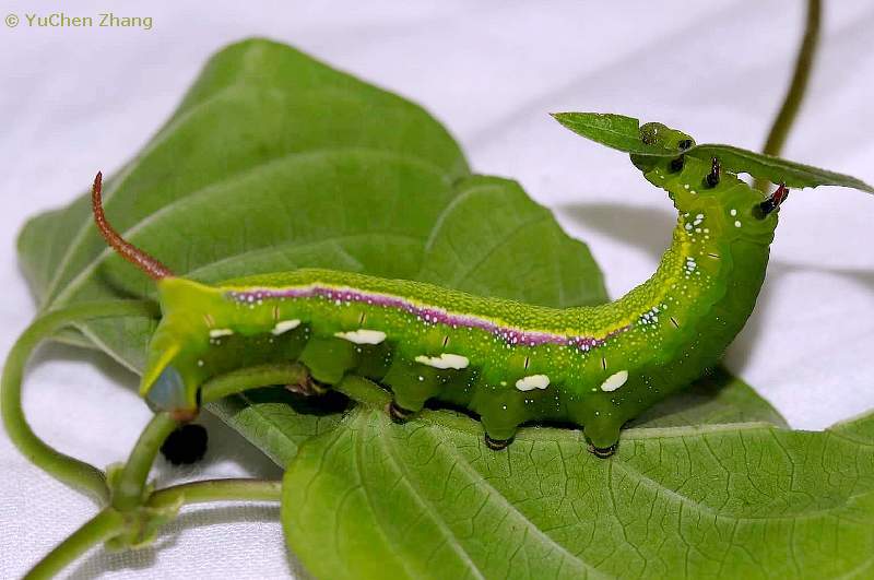 Final instar spotted green form larva of Macroglossum corythus corythus, Beijing Botanical Garden, China. Photo: © YuChen Zhang.