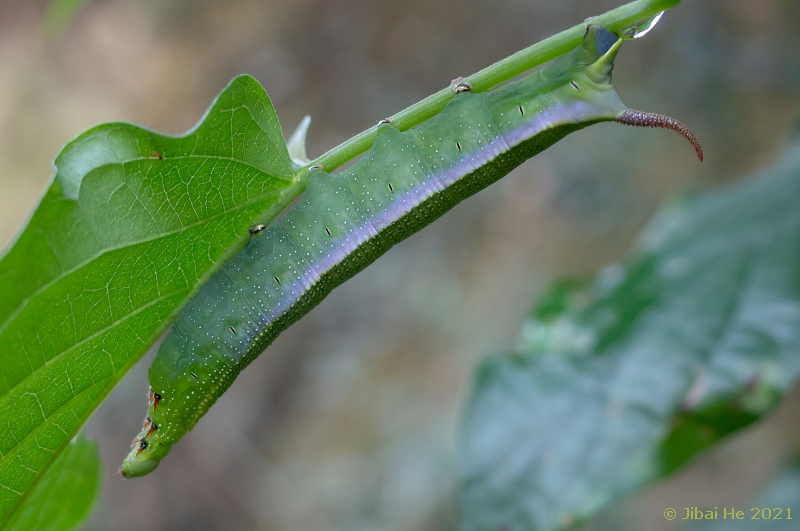 Final instar blue-green form larva of Macroglossum corythus corythus, Hangzhou, Zhejiang, China, 1.x.2021. Photo: © He JiBai, 2021.