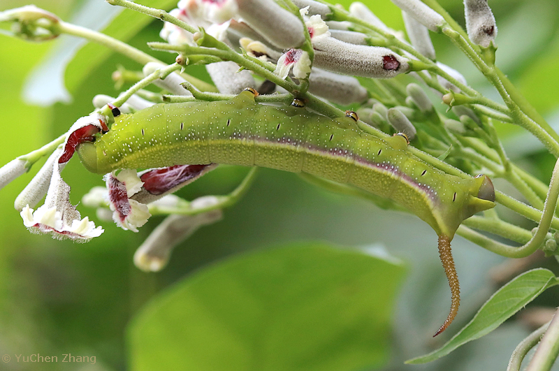 Final instar green form larva of Macroglossum corythus corythus on Paederia foetida, Beijing Botanical Garden, China, viii. 2023. Photo: © YuChen Zhang.