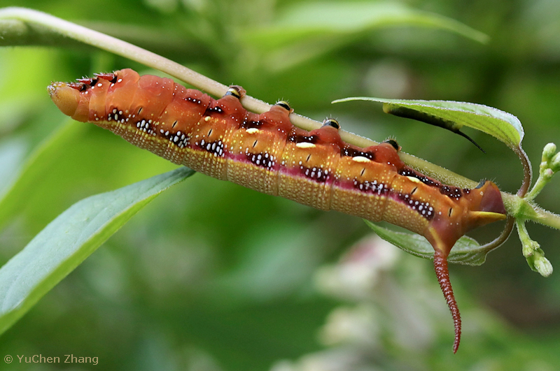 Final instar spotted red form larva of Macroglossum corythus corythus, Beijing Botanical Garden, China, viii. 2023. Photo: © YuChen Zhang.