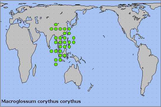 Global distribution of Macroglossum corythus corythus. Map: © NHMUK.