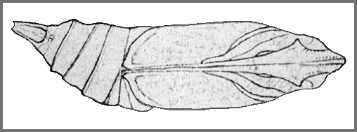 Pupa of Macroglossum corythus corythus. Image: Mell, 1922b