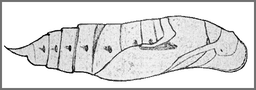 Pupa of Macroglossum corythus corythus. Image: Mell, 1922b