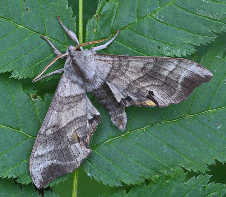 Alarmed fresh male of Marumba maackii maackii, Kravtsovka, Khasan District, Primorskiy Krai, Russian Far East, 1.07.2014. Photo: © Evgenij Komarov.