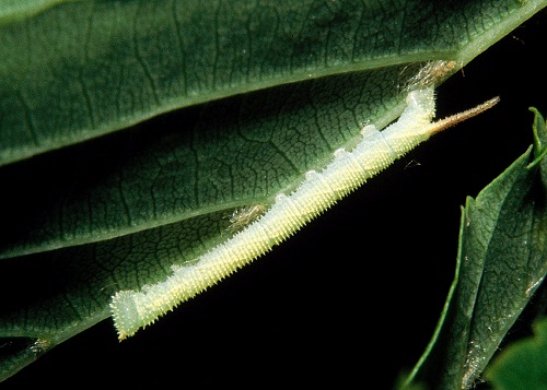Second instar larva of Marumba maackii maackii, Lake Chanka, Primorskiy Krai, Russian Far East. Photo: © Tony Pittaway