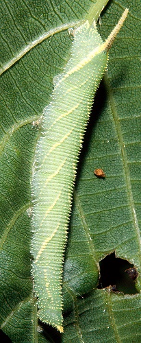 Fourth instar larva of Marumba maackii maackii, Lake Chanka, Primorskiy Krai, Russian Far East. Photo: © Tony Pittaway