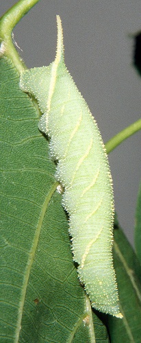 Fourth instar larva of Marumba maackii maackii, Lake Chanka, Primorskiy Krai, Russian Far East. Photo: © Tony Pittaway