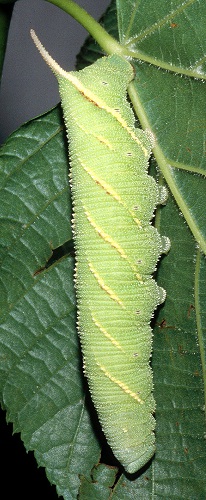 Full-grown yellowish-green form larva of Marumba maackii maackii, Lake Chanka, Primorskiy Krai, Russian Far East. Photo: © Tony Pittaway