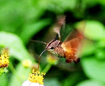 Feeding Macroglossum mediovitta, Japan. Photo: © Awoki Itzuzai.