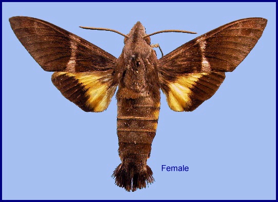 Female Macroglossum mediovitta. Photo: © NHMUK