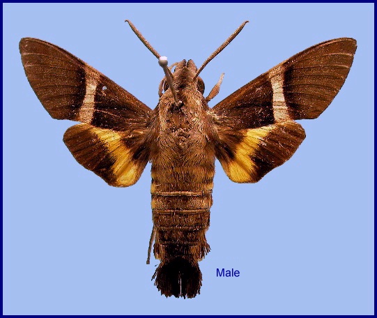 Male Macroglossum mediovitta. Photo: © NHMUK