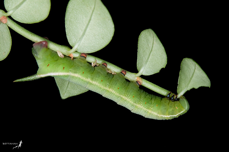 Full-grown larva of Macroglossum mediovitta on Psychotria serpens, Neihu, Taipei City, Taiwan. Photo: © Shipher Wu.