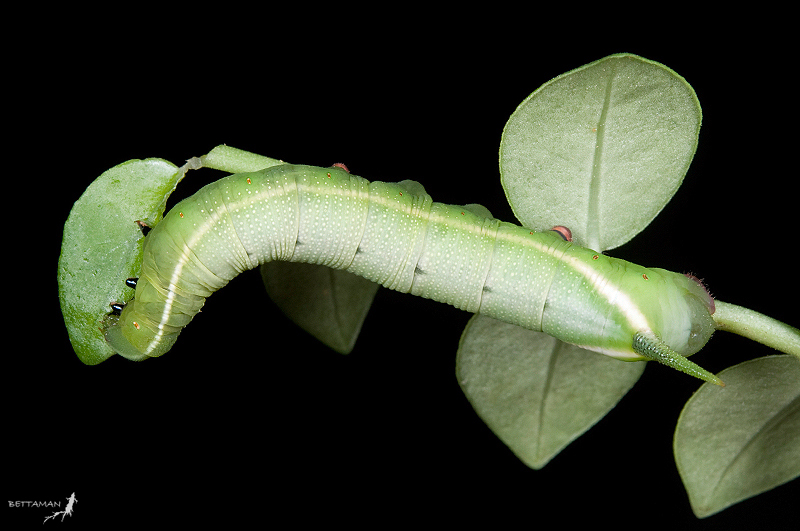 Full-grown larva of Macroglossum mediovitta on Psychotria serpens, Neihu, Taipei City, Taiwan. Photo: © Shipher Wu.