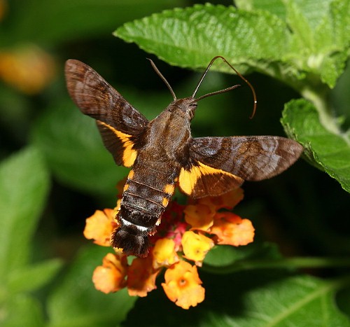 Adult Macroglossum neotroglodytus feeding from Lantana camara, Taiwan. Photo: © Henry Tzuoo.