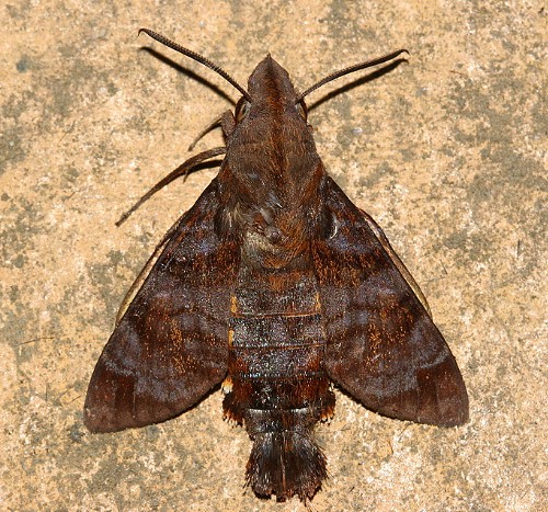 Adult Macroglossum neotroglodytus at rest, Taiwan. Photo: © Henry Tzuoo.